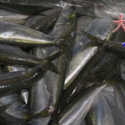 近海の鮮魚がおすすめ！貝類が豊富、大阪湾・須磨のイワシは超オススメ！
