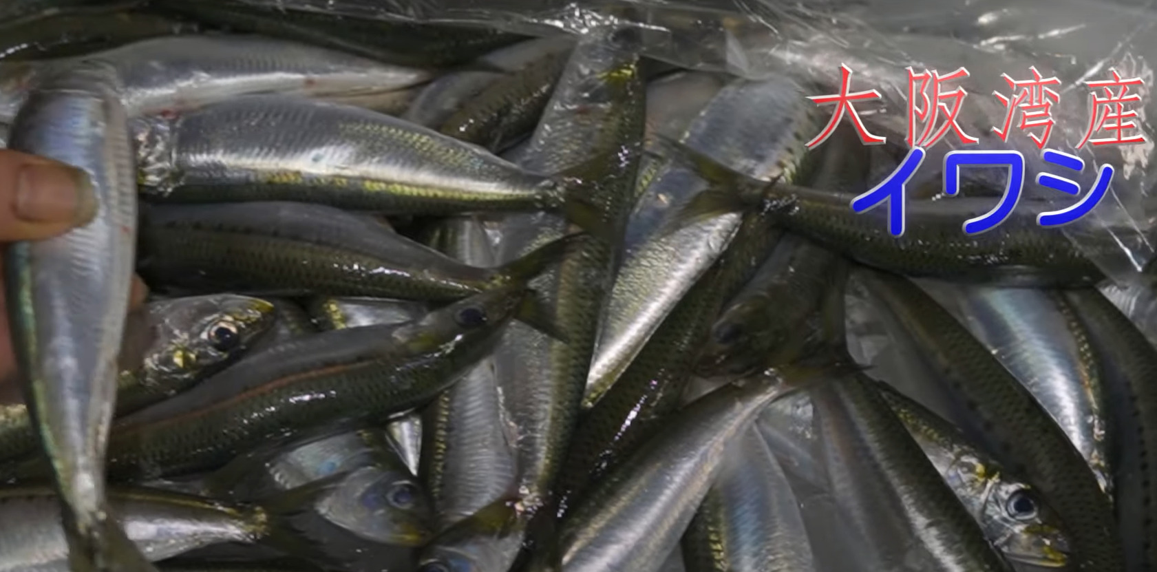 近海の鮮魚がおすすめ！貝類が豊富、大阪湾・須磨のイワシは超オススメ！