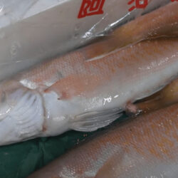 近海徳島から高級魚、白アマダイが入荷！WEB通販でリクエストしてください