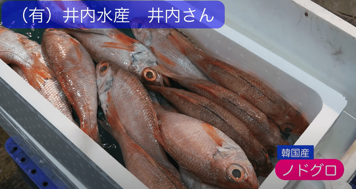 鮮魚通販は井内水産！韓国から人気のノドグロ入荷しました！