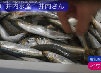 鮮魚通販なら井内水産へ！今１番美味しい、肥えた小ぶりなイワシをご紹介！