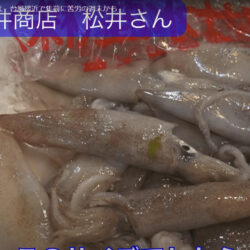 松井商店の鮮魚なら間違いなし！よく肥えた活アジや柔らかいアカイカが入荷！