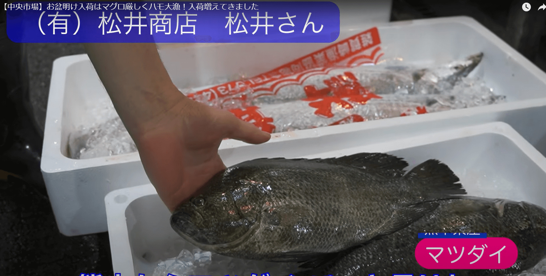 松井商店に古代魚シーラカンス！？尾っぽが3つあるマツダイは是非お造りで！
