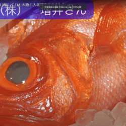 川常水産に高級魚・白アマダイや、煮付けに最高なキンメダイに注目！